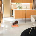 Load image into Gallery viewer, EASY Bowl Lifters for Cats and Dogs
